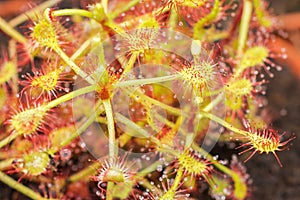 Spoon-leaf Sundew Drosera intermedia variety carnivorous plant with a rosette of flypaper traps